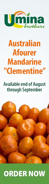 Australian Afourer Mandarine 'Clementine' Australian Afourer Mandarine 'Clementine'
