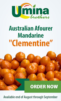 Australian Afourer Mandarine 'Clementine' Australian Afourer Mandarine 'Clementine'