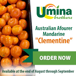 Australian Afourer Mandarine 'Clementine' Australian Afourer Mandarine 'Clementine'