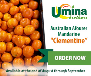 Australian Afourer Mandarine 'Clementine' Australian Afourer Mandarine 'Clementine'