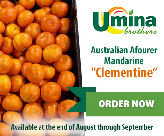 Australian Afourer Mandarine 'Clementine' Australian Afourer Mandarine 'Clementine'