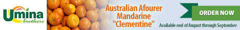 Australian Afourer Mandarine 'Clementine' Australian Afourer Mandarine 'Clementine'