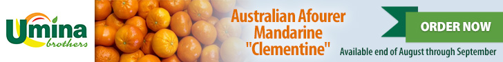 Australian Afourer Mandarine 'Clementine' Australian Afourer Mandarine 'Clementine'