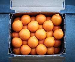 australian citrus