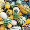 Gourd Mix