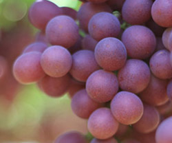 Magenta Red Grapes