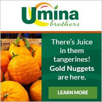 Gold Nugget Tangerines Gold Nugget Tangerines