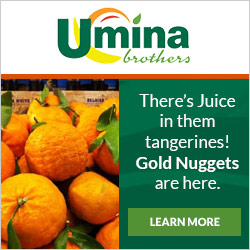 Gold Nugget Tangerines Gold Nugget Tangerines
