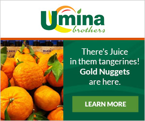 Gold Nugget Tangerines Gold Nugget Tangerines