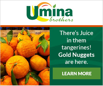 Gold Nugget Tangerines Gold Nugget Tangerines