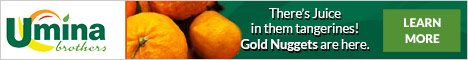 Gold Nugget Tangerines Gold Nugget Tangerines