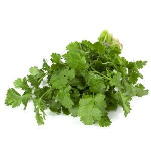 cilantro