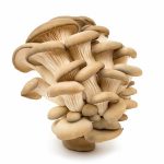 Oyster Mushrooms