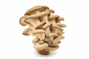 oyster mushrooms