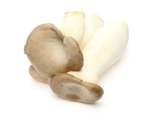 king trumpet mushroom