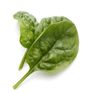 baby spinach leaves