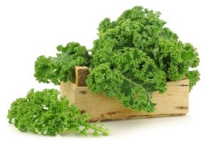 Freshly harvested curly kale cabbage in a wooden crate