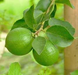 Limes