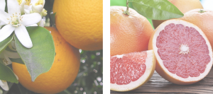 Oranges & Grapefruit