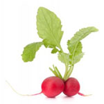 Radishes