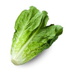 Romaine