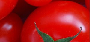 Tomatoes