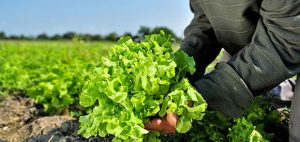 Vegetable Garden