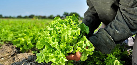 Vegetable Garden