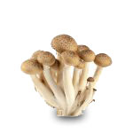 Brown Beech Mushrooms