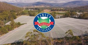 Tasmanian Cherries