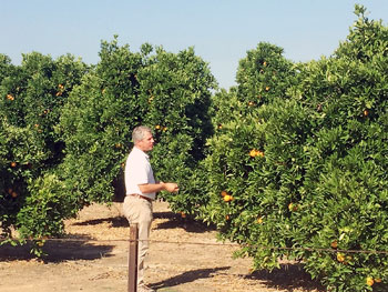 Umina Citrus Groves